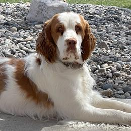 Sunny - English Springer Spaniel