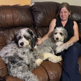 Bernedoodle All Grown Up from Big Sky Bernedoodles