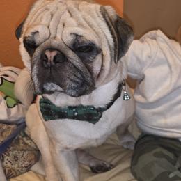 Pugs from Kapelac's Royal Pugs