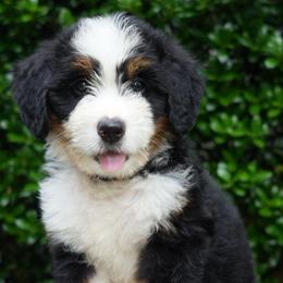 Elodie - Tri-color female Bernedoodle puppy in Folsom, Louisiana from DoodlesFarmCo