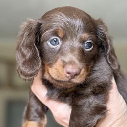 Dachshund Puppies from Cold Mountain Dachshunds