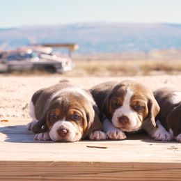 Beagle Puppies from Desert Sage Beagles