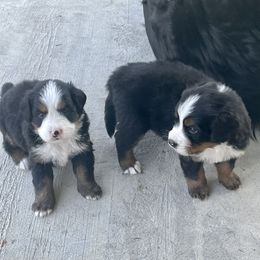 Bernese Mountain Dog Puppies from Willow Tree Berners