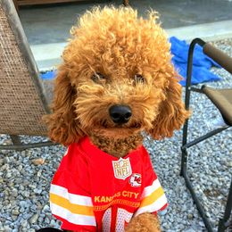 Mahomes - Poodle