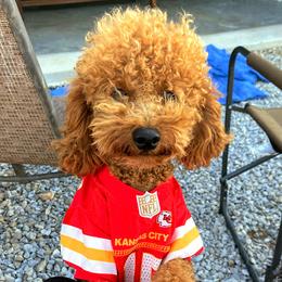 Mahomes - Poodle