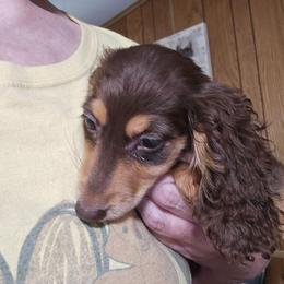 Remi's Bigger chocolate and tan - Chocolate and tan female Dachshund puppy in Wheatfield, Indiana from Wines Wienery