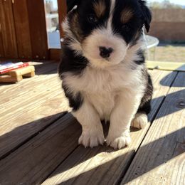 Boy 1 - Black Australian Shepherd puppy in Fontana, California from J.O Family Aussies