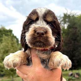 Adder - Liver white and tan female English Springer Spaniel puppy in Bay City, Wisconsin from Springer Hills Farm