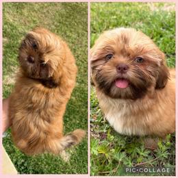 Sienna - Gold and white female Shih Tzu puppy in Conroe, Texas from Texas Shih tzu crew Shih Tzus