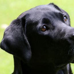 Labrador Retrievers from Black Magic's Labradors