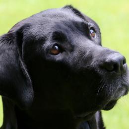 Labrador Retrievers from Black Magic's Labradors