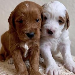 Bernedoodles, Cavapoos, and Goldendoodles from Doodle Amore