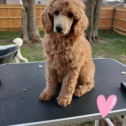 Pink - Apricot female Poodle puppy in Big Rapids, Michigan from Meeker's Ridge Standard Poodles