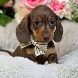 Reeses - Chocolate and tan male Dachshund puppy in Seagoville, Texas from Doxi Delights AKC Miniature Dachshunds