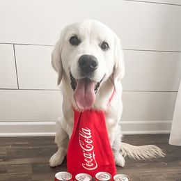 Golden Retriever Puppies from Dale Hollow Goldens