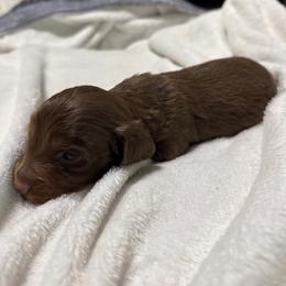 Bear - Chocolate and tan male Dachshund puppy in Camdenton, Missouri from Camden Line Dachshunds