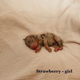 Strawberry - Merle female Goldendoodle puppy in Yukon, Oklahoma from Bows and Ties Doodles, LLC