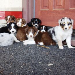 Australian Shepherd Puppies from Gypsy's Charm Australian Shepherds