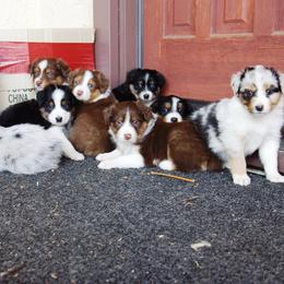 Australian Shepherd Puppies from Gypsy's Charm Australian Shepherds