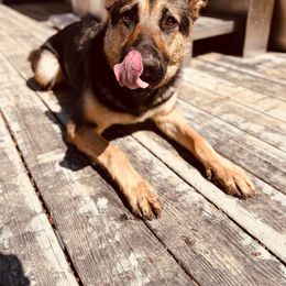 German Shepherd All Grown Up from Nosey Shepherds
