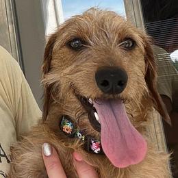 Rowdy - Dachshund