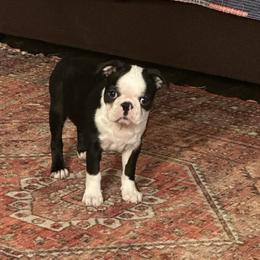 Russell - Seal and white male Boston Terrier puppy in Jacksonville, Florida from Trail’s End Boston Terriers