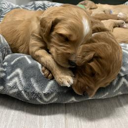 Goldendoodle Puppies from Dolly Doodle’s Doodles