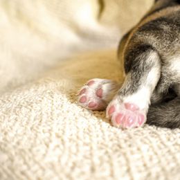 Siberian Husky Puppies from Fly Siberian