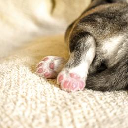 Siberian Husky Puppies from Fly Siberian