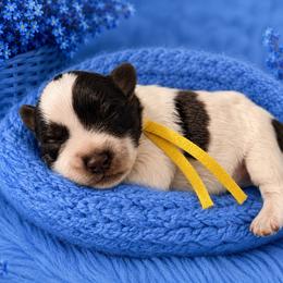 Ranger - Parti male Miniature Schnauzer puppy in Magalia, California from NorCal Schnauzers