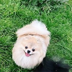 Gemma - Pomeranian