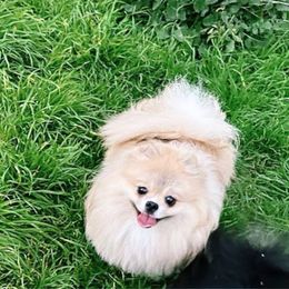 Gemma - Pomeranian
