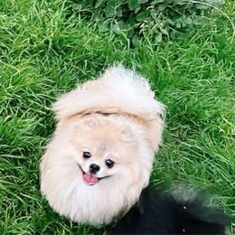 Gemma - Pomeranian