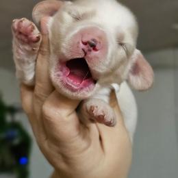 Ghost - Cream male Dachshund puppy in Pasco, Washington from G & G Kennel