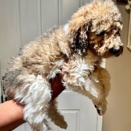 Boy 7 - Goldendoodle puppy from Empire Doodles