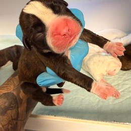 Bronco - Brindle male Boxer puppy in Oak Lawn, Illinois from Pawfect Pets