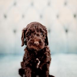 Anniston - Chocolate female Goldendoodle puppy in Athens, Alabama from Brewing Doodles