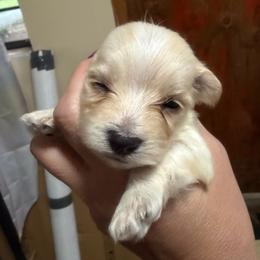 Marty - White and tan male Morkie puppy in Winston Salem, North Carolina from Patty’s Paws