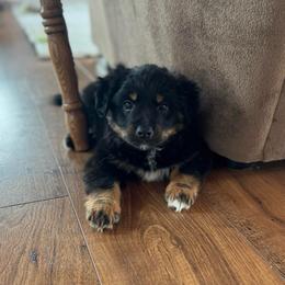 Willie Nelson - Black tri-color male Australian Shepherd puppy in Iowa from Burkhart Family Puppies