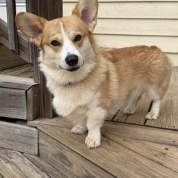 Ford - Pembroke Welsh Corgi