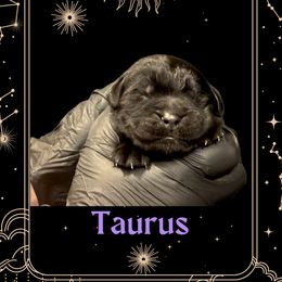 Taurus - Black male Newfoundland puppy in Tully, New York from Bear Paw Newfoundlands