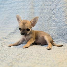 Finley - Fawn male Chihuahua puppy in Cape Coral, Florida from Inspired Chihuahuas