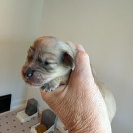 Tammy - Cream female Dachshund puppy in Annandale, Minnesota from Weiners on a Hill