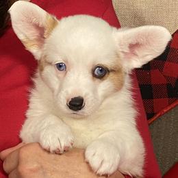 Sugarloaf - Sable merle and white female Cardigan Welsh Corgi puppy in Brookings, Oregon from Dragonfly Cardigans