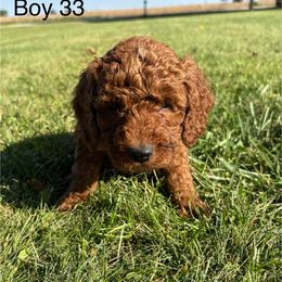 Boy 3 - Red  male Goldendoodle puppy in West Point, Iowa from Circle A Mini Goldendoodles and Mini Bernedoodles