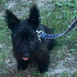 Sir Furgason - Red brindle male Scottish Terrier puppy in Mancelona, Michigan from Stefany Farm of Happiness