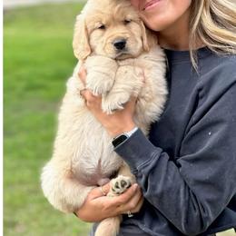 Golden Retriever Puppies from Dogwood Springs Golden Retrievers