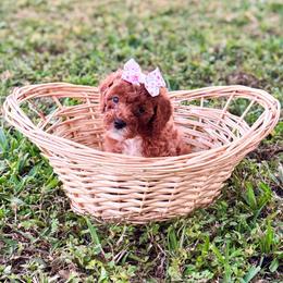 Eve - Red  female Goldendoodle puppy in Kissimmee, Florida from Poodle Doodle Kennels
