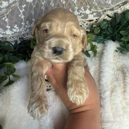 Male 1 - Buff male Cockapoo puppy in Mississippi from Ewing Acres