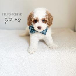 Shamrock - Parti male Maltipoo puppy in Huntsville, Texas from Nelson Creek Farms